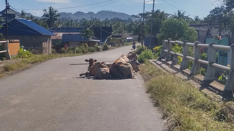 Penerapan Perda Ternak di Buol Dinilai Belum Efektif