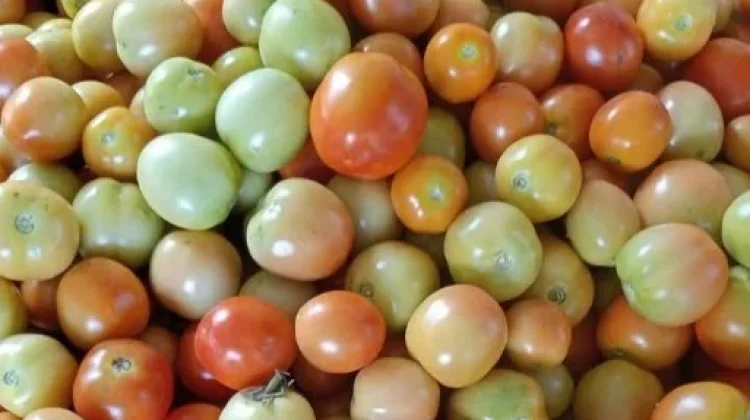 Faktor Cuaca Penyebab Harga Tomat Kembali Melonjak