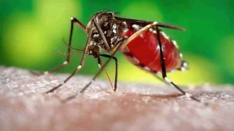 WHO Pimpin Kampanye Dunia di Hari Malaria Sedunia 2026
