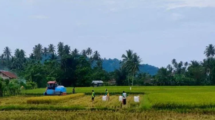 Dampak Harga Beras Turun bagi Petani dan Daya Beli Masyarakat