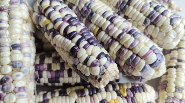 Konsumsi Jagung baik untuk kesehatan pencernaan