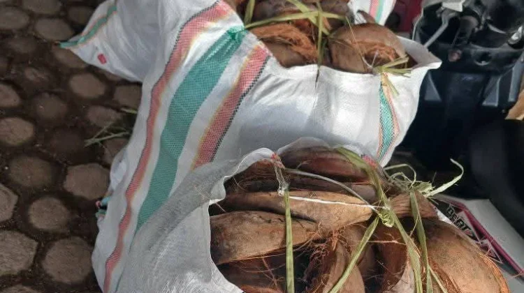 Usaha penjualan sabut kelapa cincang mulai menunjukkan potensi