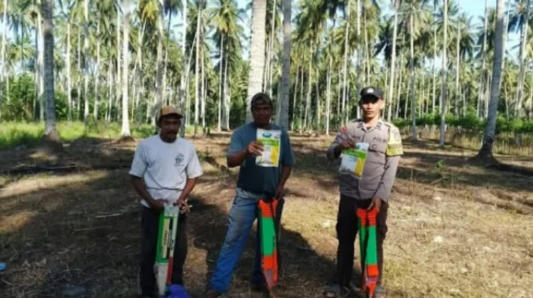 Penerapan Tumpang Sari Jagung di Perkebunan Kelapa