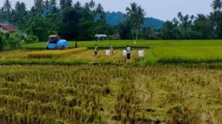 Percepat Tanam, Tolitoli Antisipasi Dampak El Nino