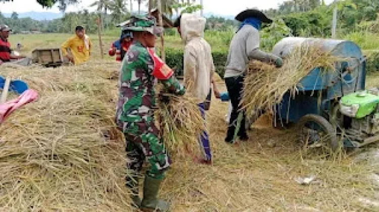 Babinsa Dampingi Panen dan Penggilingan Padi di Desa Mooyong
