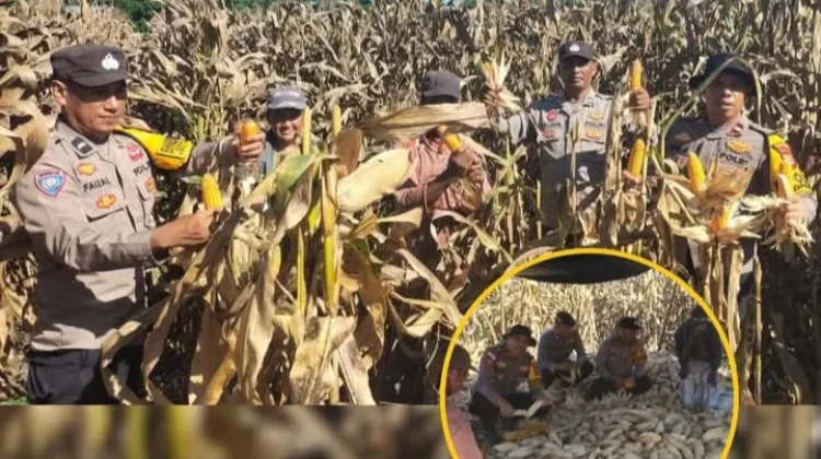 Polsek Dako Pemean Panen Jagung, Dukung Ketahanan Pangan Nasional