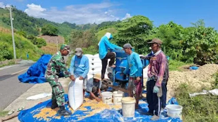Babinsa Paleleh Dampingi Petani Rontok Jagung di Buol