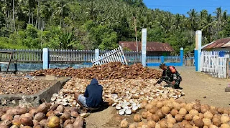 Babinsa Bunobogu Dampingi Warga Jemur Kelapa Dukung Hanpangan