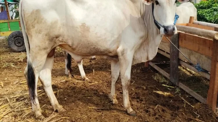 Tips Memilih Daging Kurban 2026 yang Sehat dan Layak Konsumsi