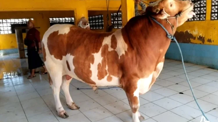 Prabowo Sumbang Sapi Limosin Bobot 850 Kg untuk Qurban di Tolitoli