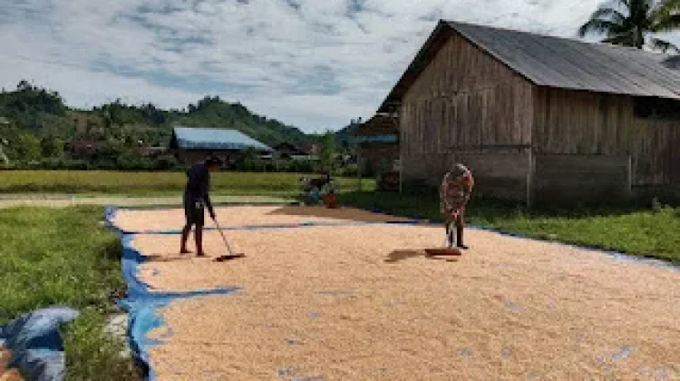 Babinsa Bokat Dampingi Warga Jemur Jagung di Desa Yugut