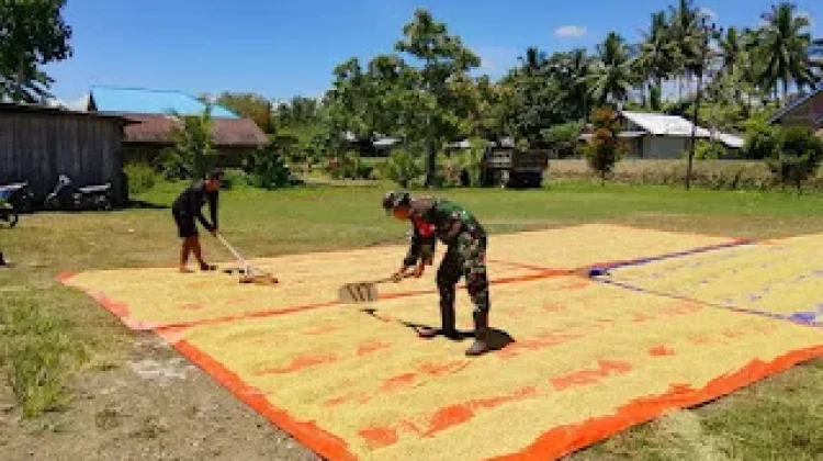 Babinsa Momunu Dampingi Petani Jemur Padi Mekongga di Buol