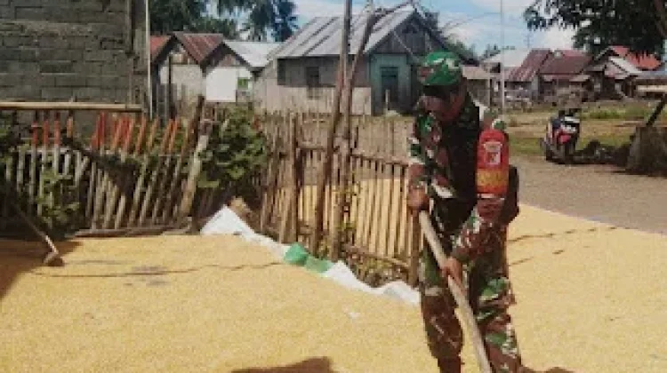 Warga Jemur Jagung Didampingi oleh Babinsa Bunobogu di Desa Taat