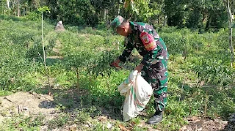 Babinsa Koramil Damsel Turun ke Kebun, Bantu Petani Panen Cabai