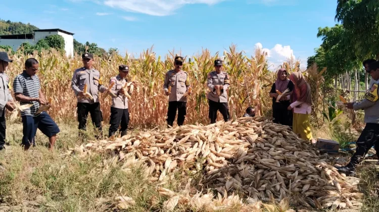 Polsek Tolitoli Utara Panen Jagung Dukung Swasembada Pangan