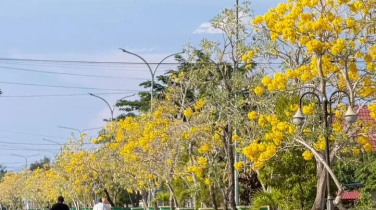 Bunga Tabebuya Mekar di Buol, Jadi Spot Foto Favorit Warga