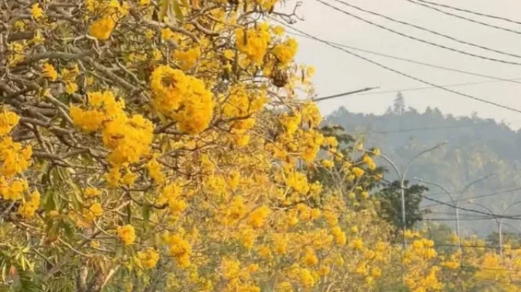 Tabebuya Bermekaran, Jalur Dua Buol Bak Sakura Jepang