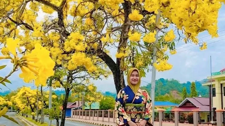 Tabebuya Mekar, Jalur Dua Buol Jadi Spot Favorit Warga