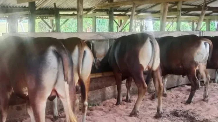 Stok Hewan Kurban Tolitoli Dipastikan Aman jelang Iduladha