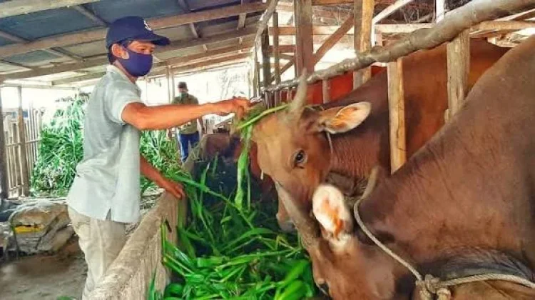 Sapi Kurban Bantuan Presiden Dorong Peternak Meningkatkan Kualitas di Daerah