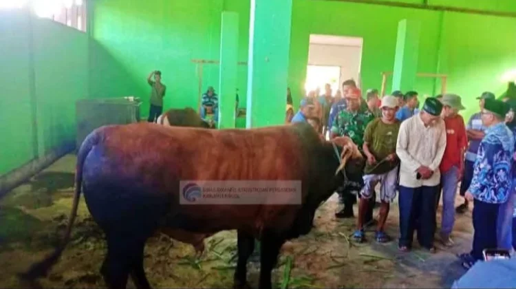 Sapi Kurban Presiden di Buol Capai Bobot 915 Kilogram