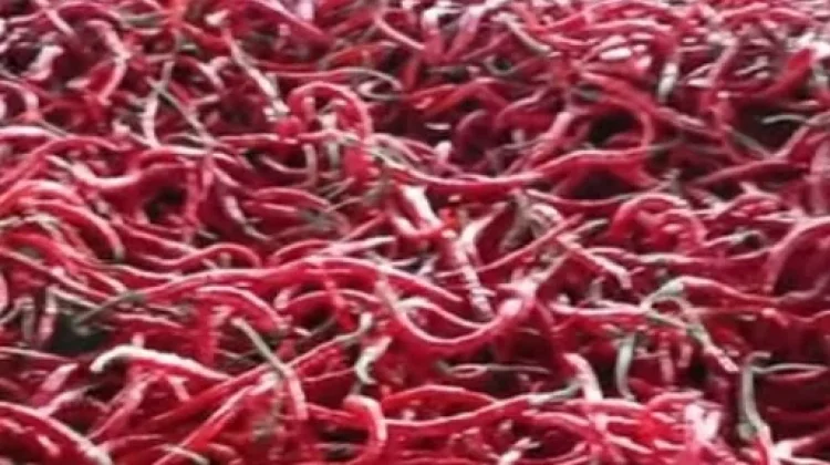 jelang Lebaran Idul Adha Harga Cabai Melonjak