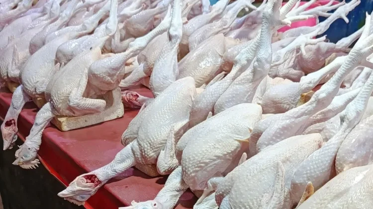 Harga Pakan Naik, Sebaliknya Ayam Potong Justru Turun