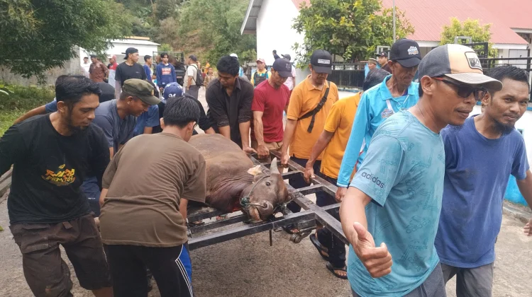 WIZ Tolitoli Kelola 33 Sapi dan 8 Kambing Kurban Iduladha