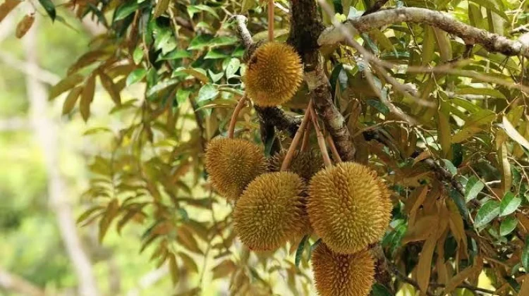Potensi Durian Timbulon Dinilai Sangat Prospektif di Desa Timbulon