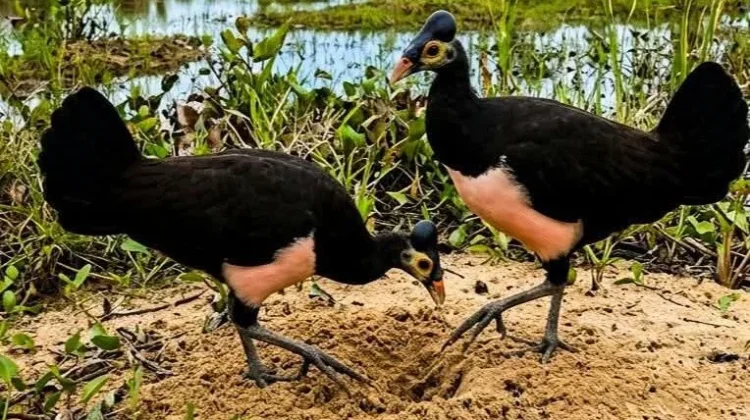 Warga Diminta Jaga Habitat Burung Maleo di Pinjan