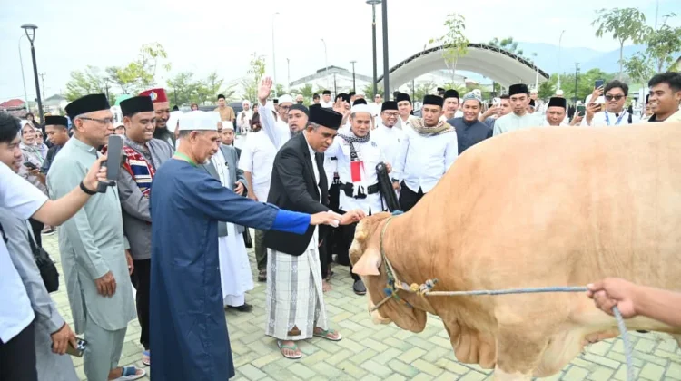 Idul Adha 1447 H, Gubernur Sulteng Serahkan 127 Ekor hewan Kurban