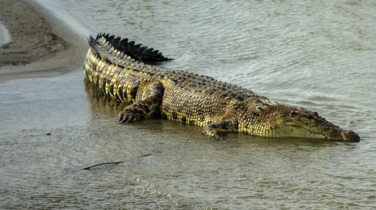 Sering Muncul Buaya di Kuala Mati, Warga Kelurahan Bugis Cemas