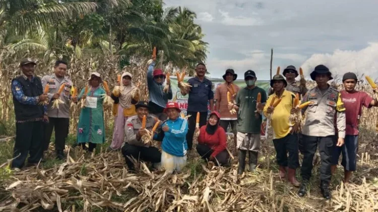 Panen Jagung di Mepanga Perkuat Ketahanan Pangan Desa