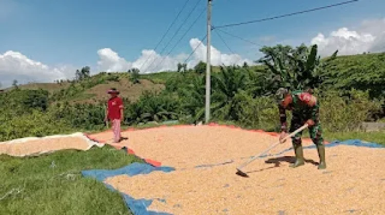 Babinsa Bokat Dampingi Petani Jemur Jagung di Desa Yugut