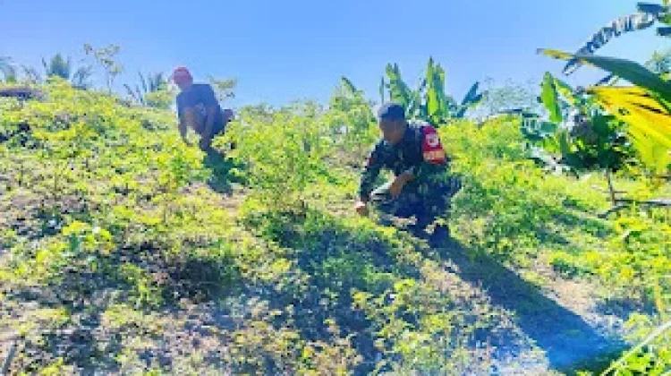Pendampingan Babinsa di Lahan Rica Jadi Motivasi bagi Petani Malambigu