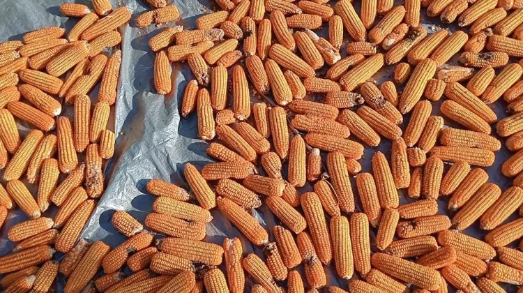 Potensi Jagung Desa Sabang Dinilai Mampu Dongkrak Ekonomi Petani