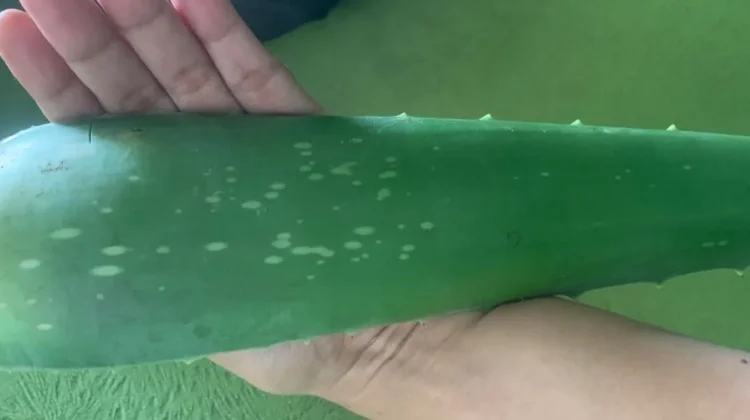 Lidah Buaya, Tanaman Kaya Manfaat untuk Kesehatan Kulit