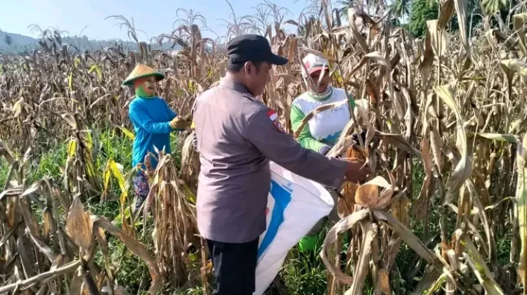 Dari Tanam hingga Panen, Polsek Sausu Dampingi Petani Jagung