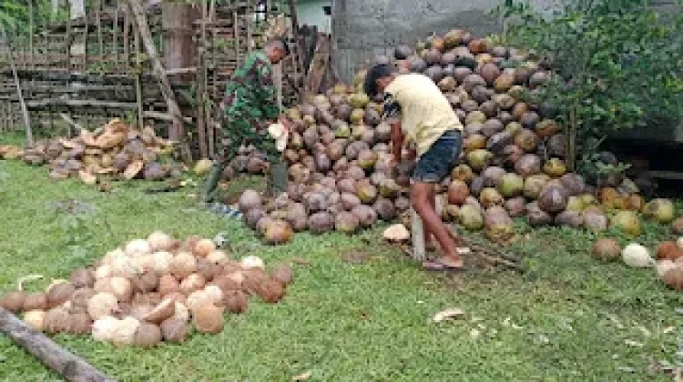 Binter di Bongkudu, Babinsa Bantu Warga Tingkatkan Produktivitas Kebun