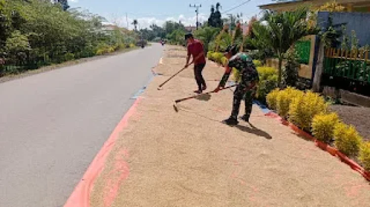 Jaga Mutu Gabah Pascapanen, Babinsa Momunu Terus Dampingi Petani
