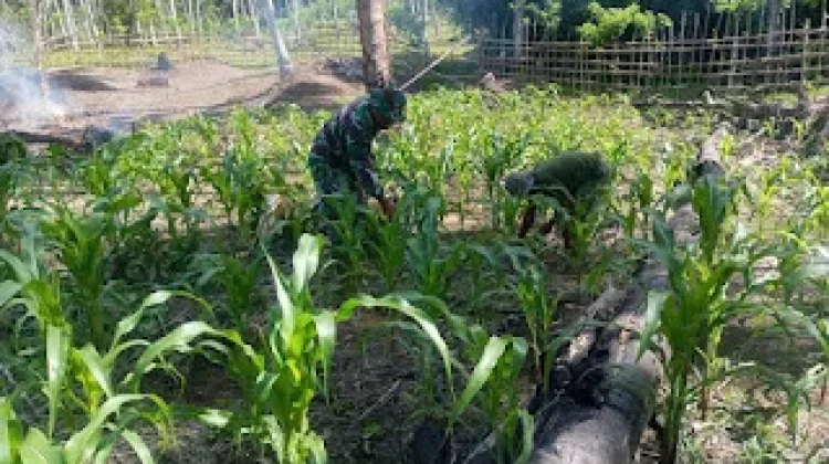 Kolaborasi Babinsa dan Warga Dorong Pertanian Produktif di Damsel