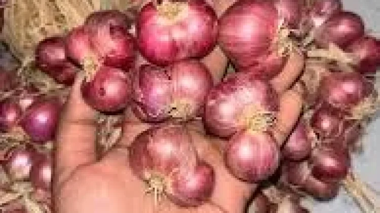 Harga Bawang Merah di Buol Tembus Rp80 Ribu per Kilogram