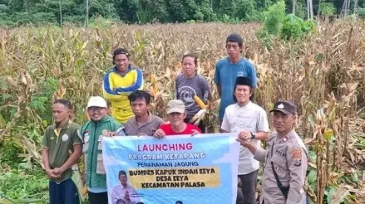 Panen Jagung Lembah Eyamo Dorong Produktivitas Petani Palasa