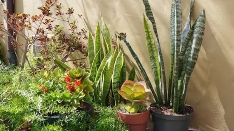 7 Tanaman Hias yang Dapat Menyerap Panas, Bikin Rumah Terasa Lebih Sejuk
