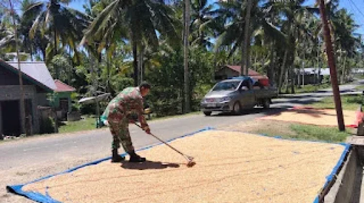 Babinsa Bokat Dampingi Petani Jemur Jagung Demi Dukung Ketahanan Pangan
