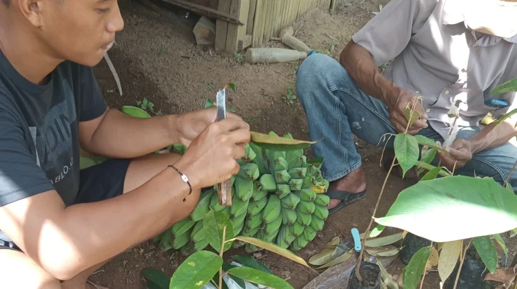 Regenasi Petani Muda jadi Tantangan Ketahanan Pangan Tolitoli