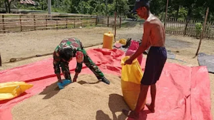 Babinsa Bokat Dampingi Petani Pascapanen Demi Ketahanan Pangan