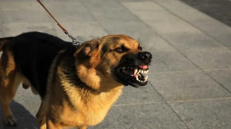 Warga Apresiasi Respons Cepat Kelurahan Tangani Dugaan Anjing Rabies