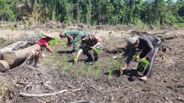 Koramil Momunu Hadir di tengah Petani Dukung Ketahanan Pangan