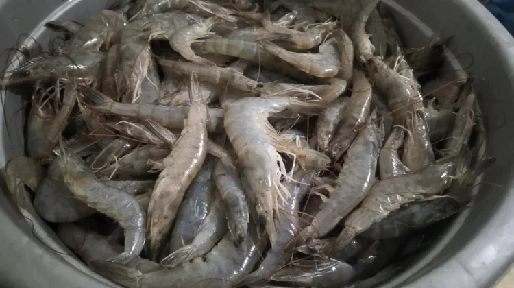 Potensi Tambak Udang Buol Besar, Terkendala Ketersediaan Benur